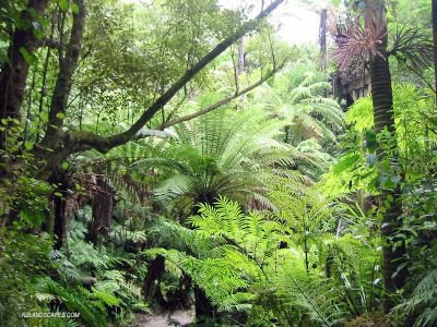 Landscaping wet zones. NZ Tree Ferns reach for the sky 
